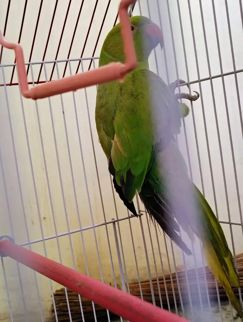 GREEN PARROT FOR SALE — photo 3