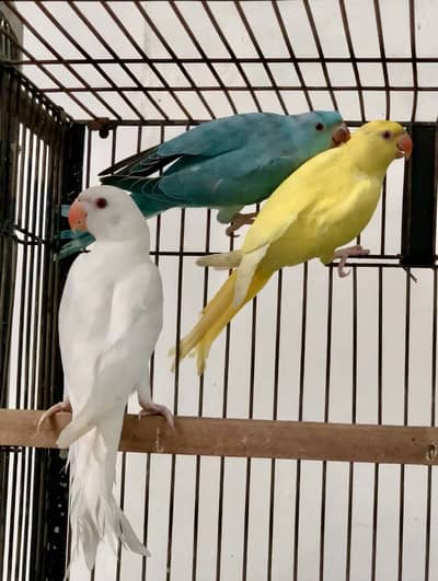 Yellow blue white ringneck