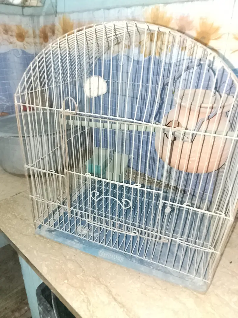 toto wala pinjra