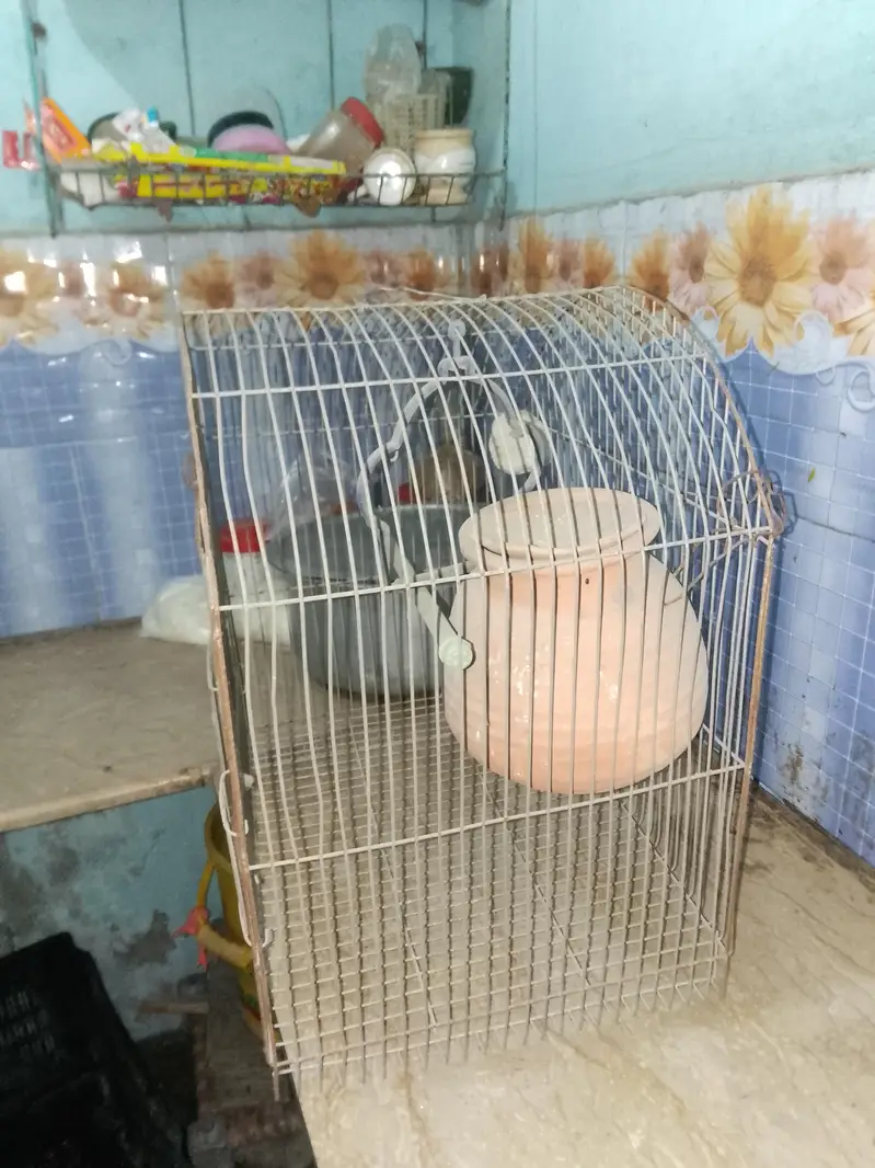 toto wala pinjra — photo 2