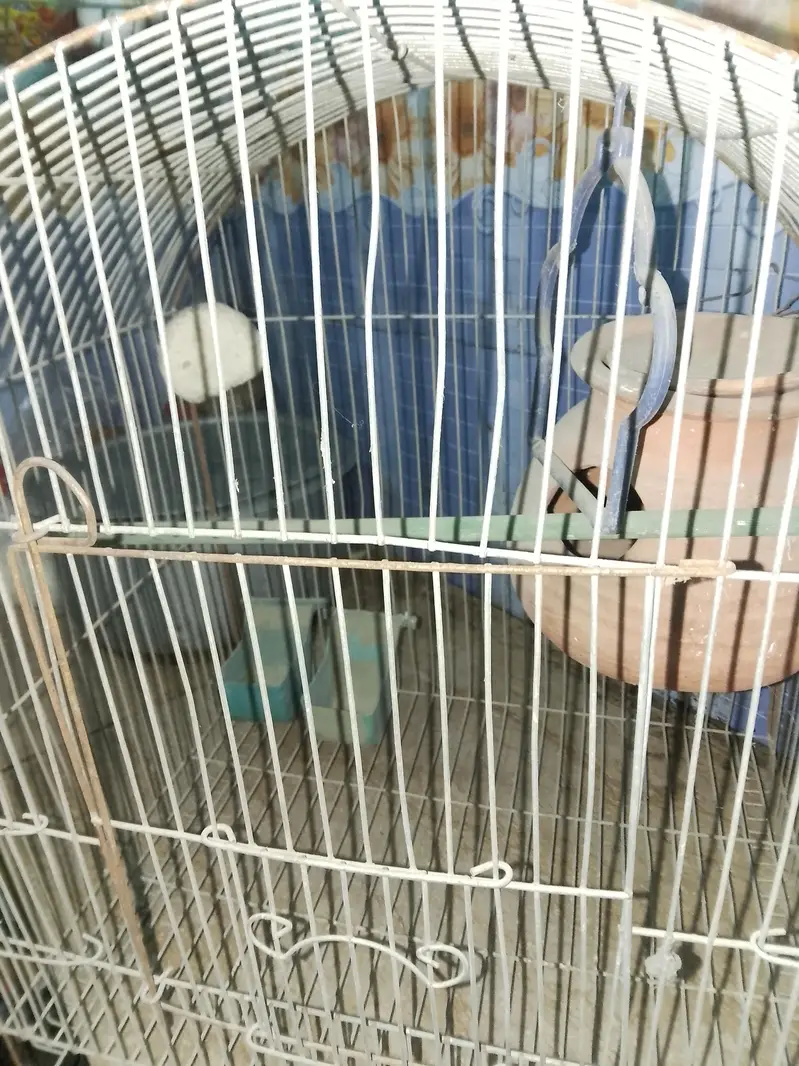 toto wala pinjra — photo 3