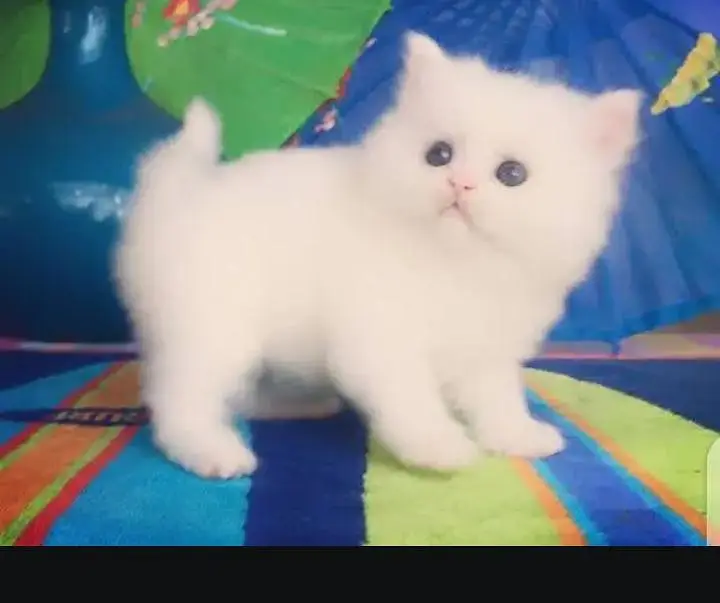 (Persian female kitten) (for sale all) (Pakistan delivery available) — photo 5