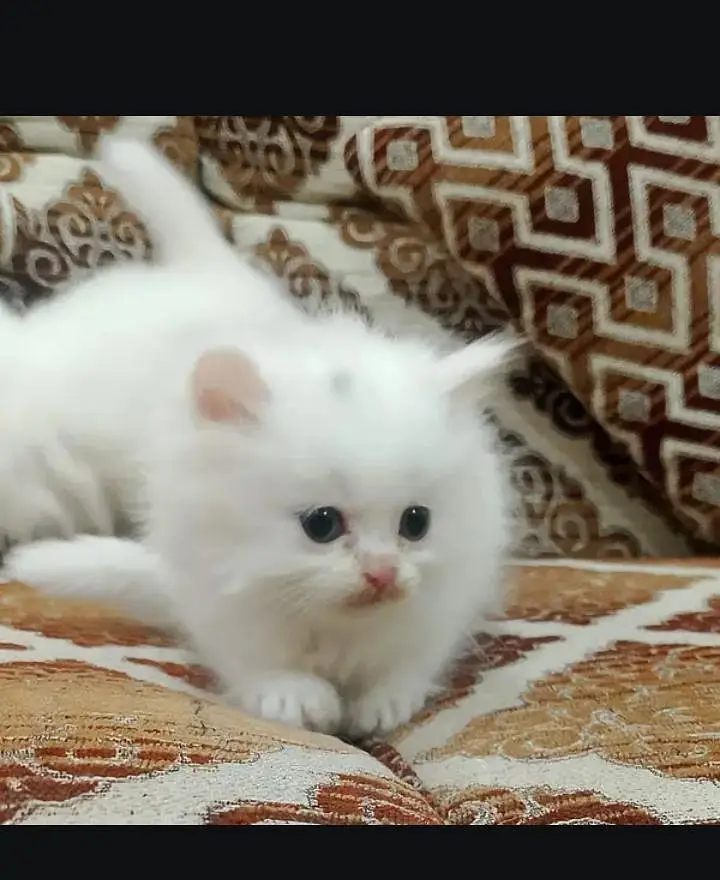 (Persian female kitten) (for sale all) (Pakistan delivery available) — photo 6