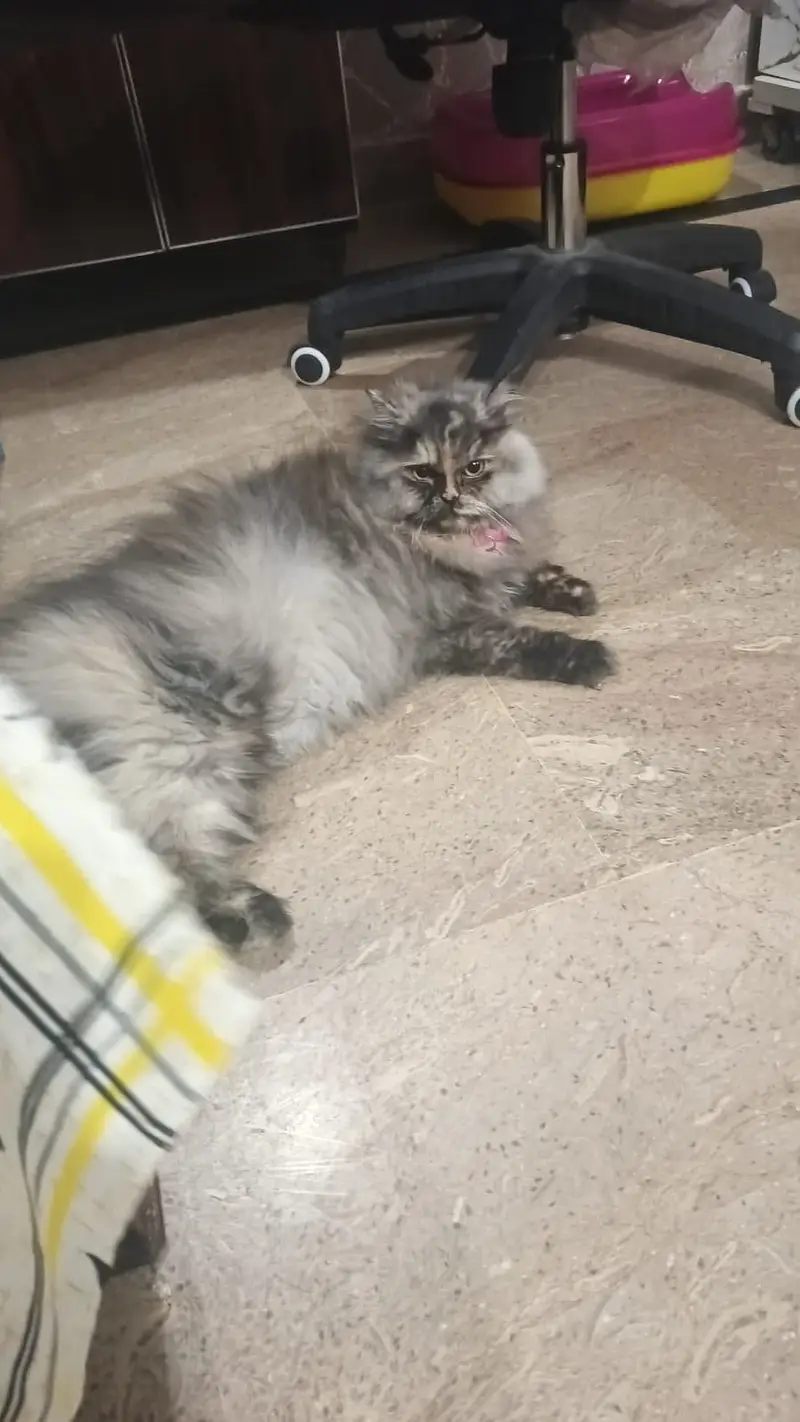 kittens | persian kitten |  Home Breed kittens | triple coat kittens — photo 5