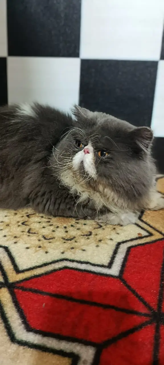 kittens | persian kitten |  Home Breed kittens | triple coat kittens — photo 4