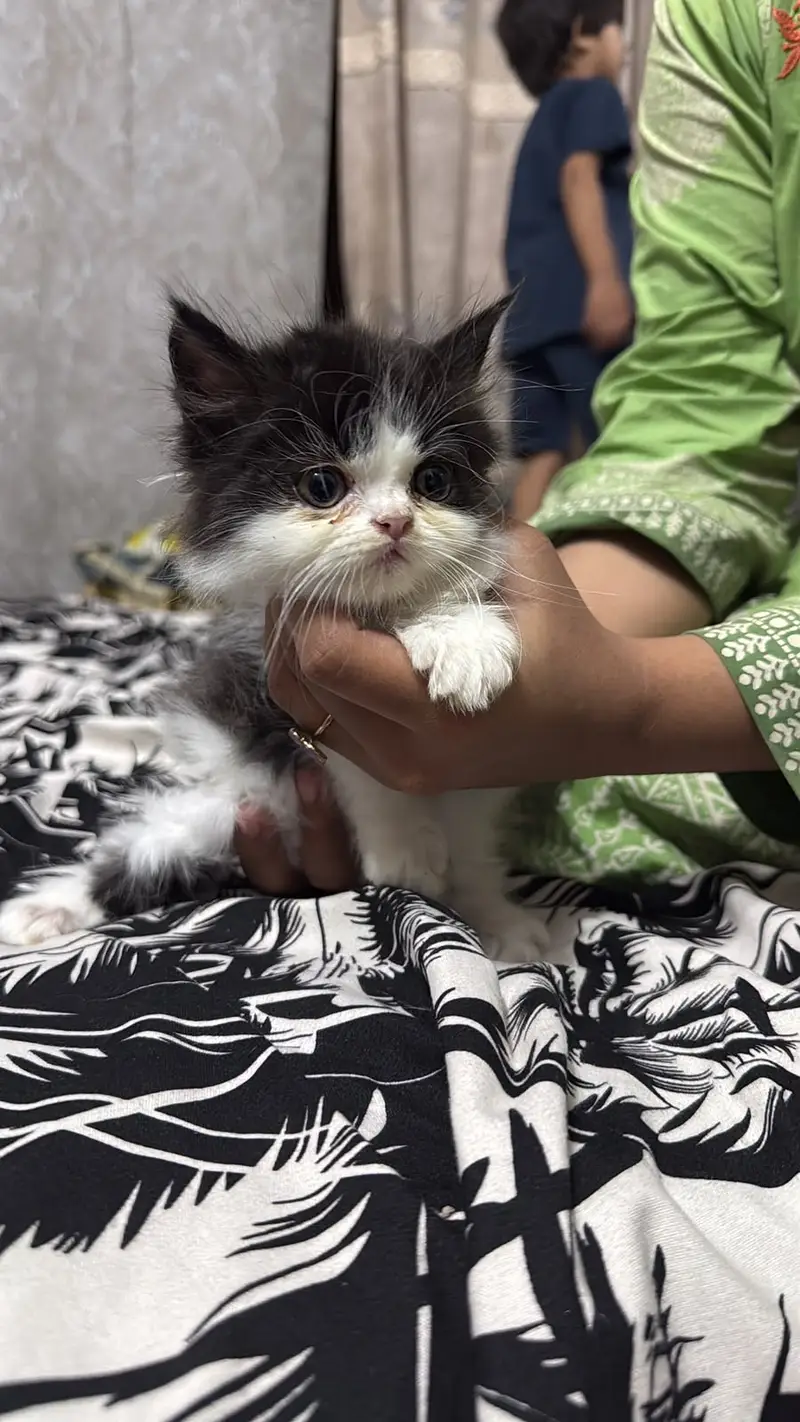 kittens | persian kitten |  Home Breed kittens | triple coat kittens — photo 3