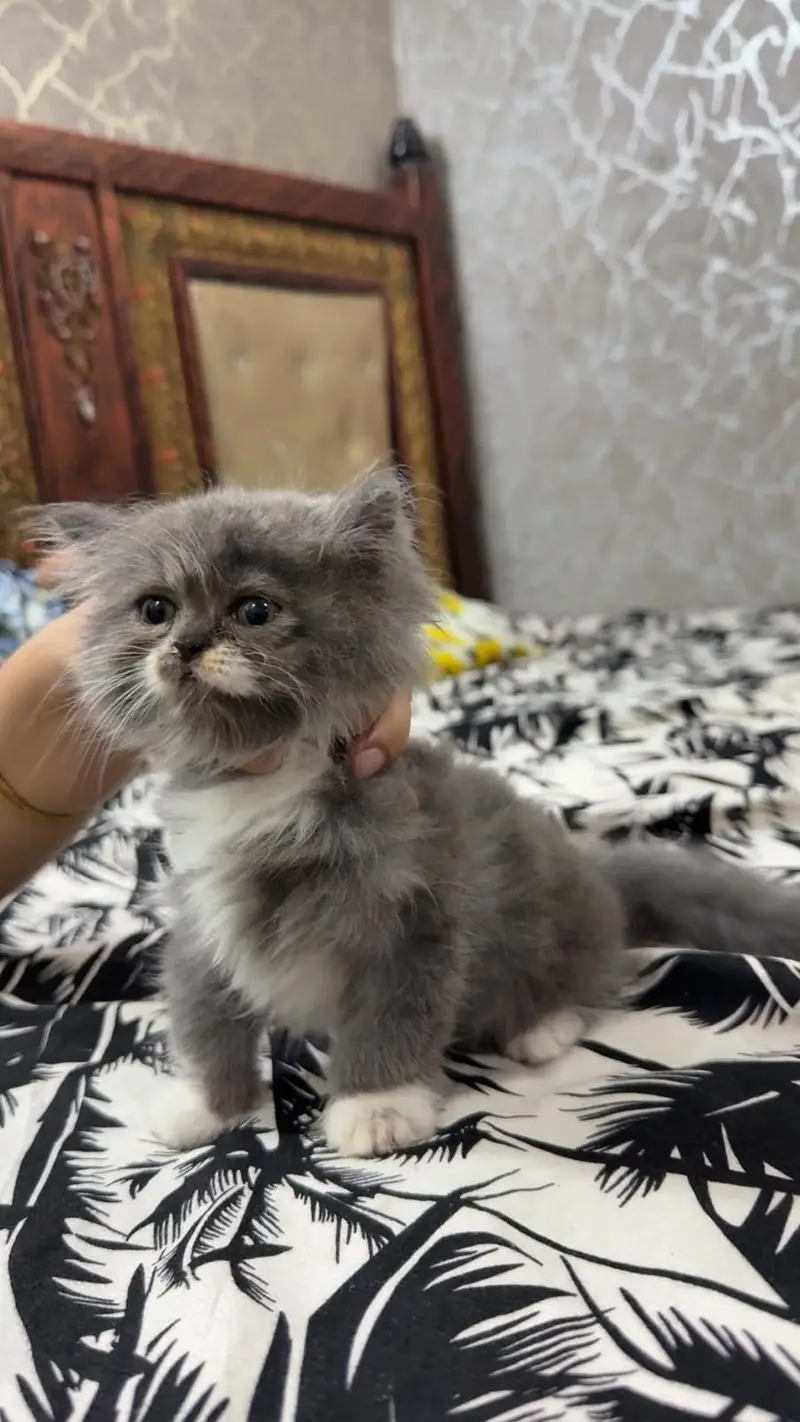 kittens | persian kitten |  Home Breed kittens | triple coat kittens — photo 2