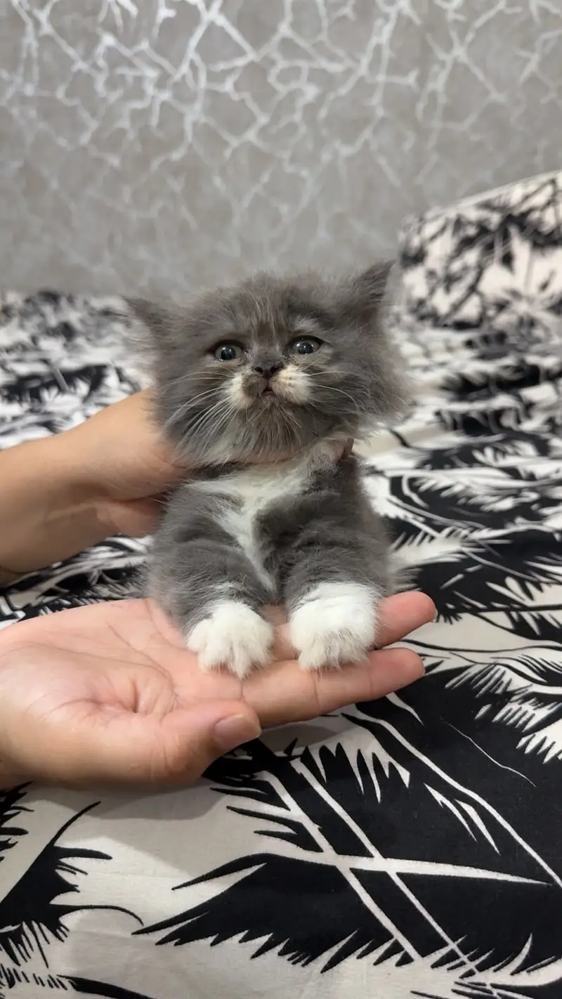 kittens | persian kitten |  Home Breed kittens | triple coat kittens