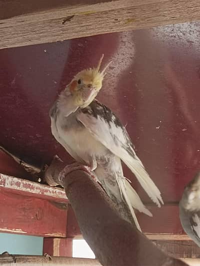 Bird Bird