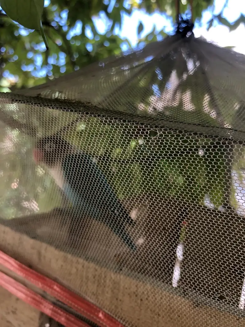 Aseel hens — photo 2