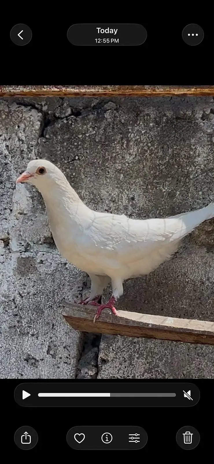 pigeons for sale
