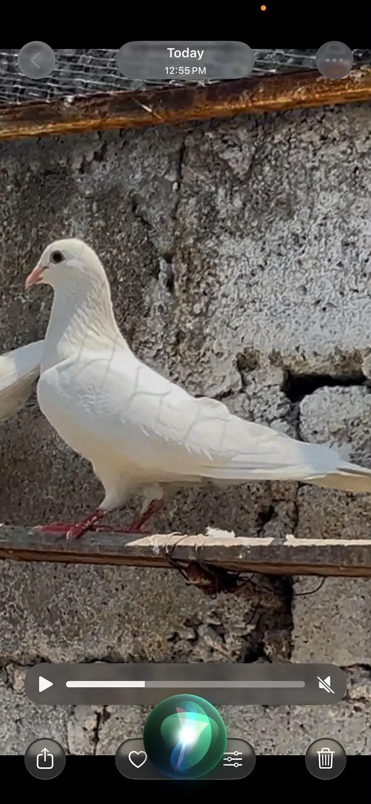 pigeons for sale — photo 2