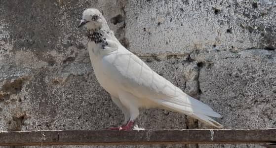 pigeons for sale