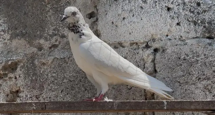 pigeons for sale — photo 3