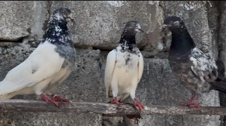 pigeons for sale — photo 4