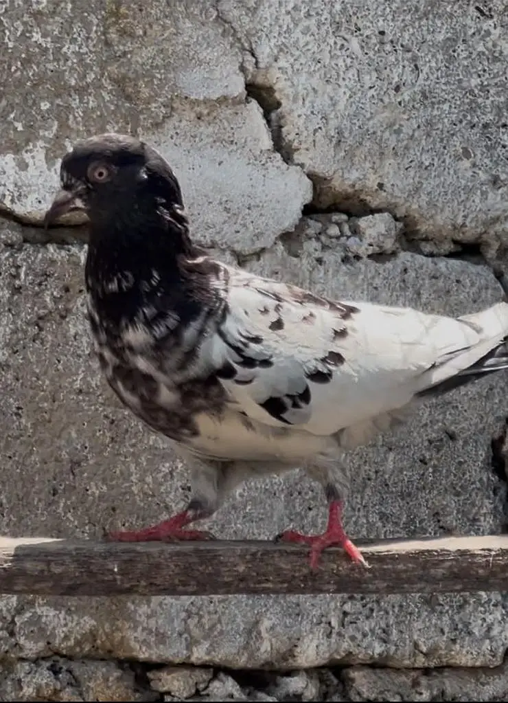 pigeons for sale — photo 5