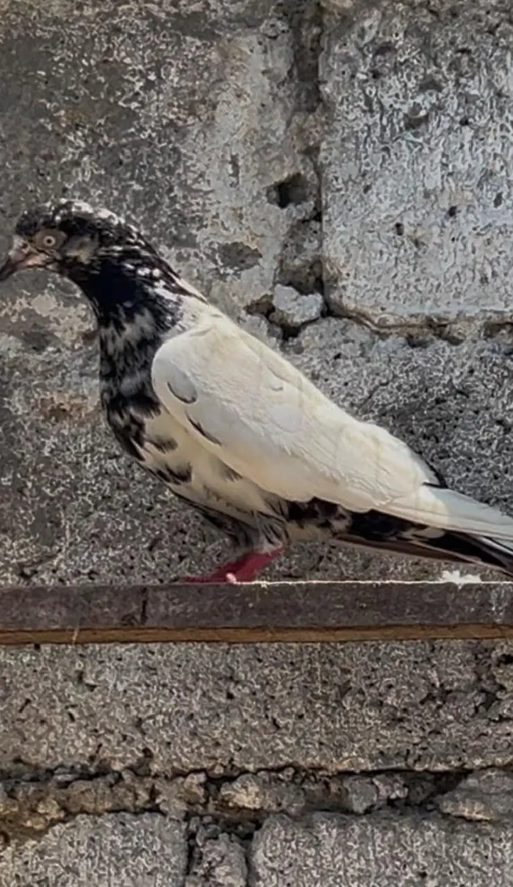 pigeons for sale — photo 6