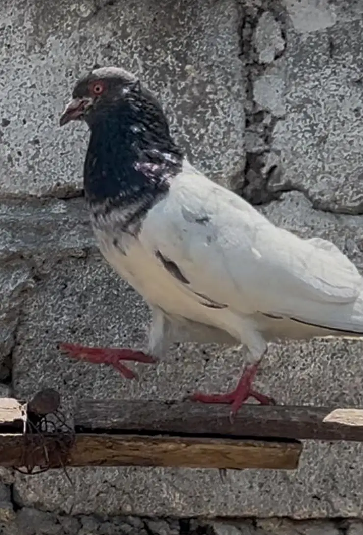 pigeons for sale — photo 7