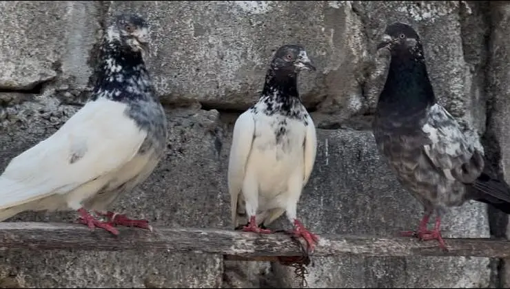 pigeons for sale — photo 8