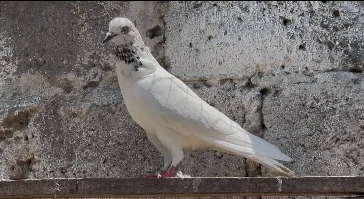 pigeons for sale — photo 9