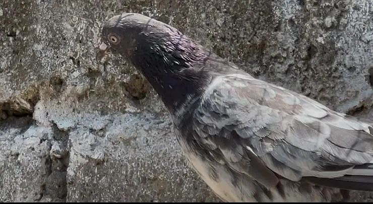 pigeons for sale — photo 10