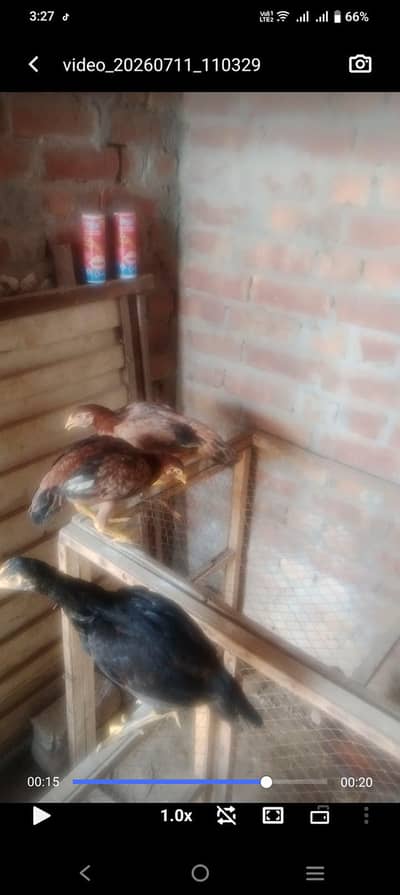 aseel hen 03177433545