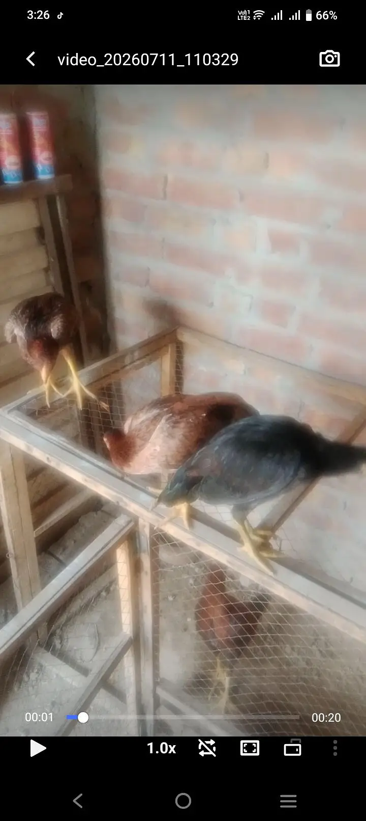 aseel hen 03177433545 — photo 3