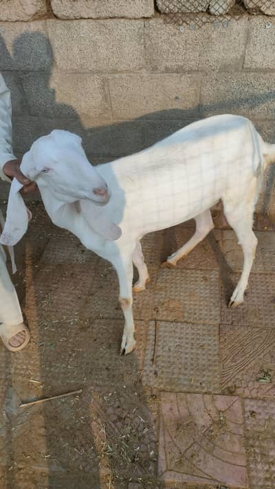 Rajanpuri | Desi cross | Goats / Bakri | for sale