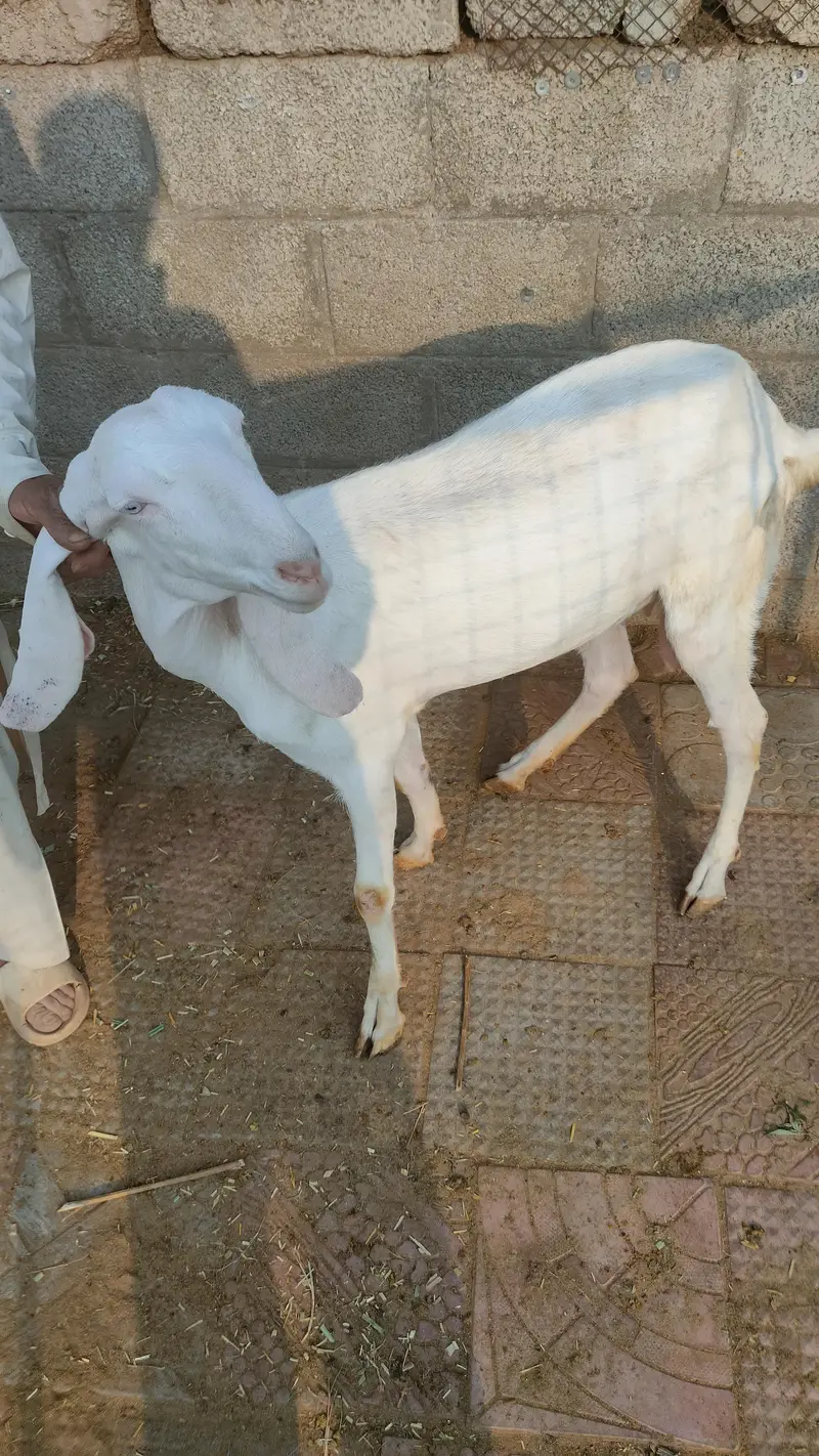 Rajanpuri | Desi cross | Goats / Bakri | for sale