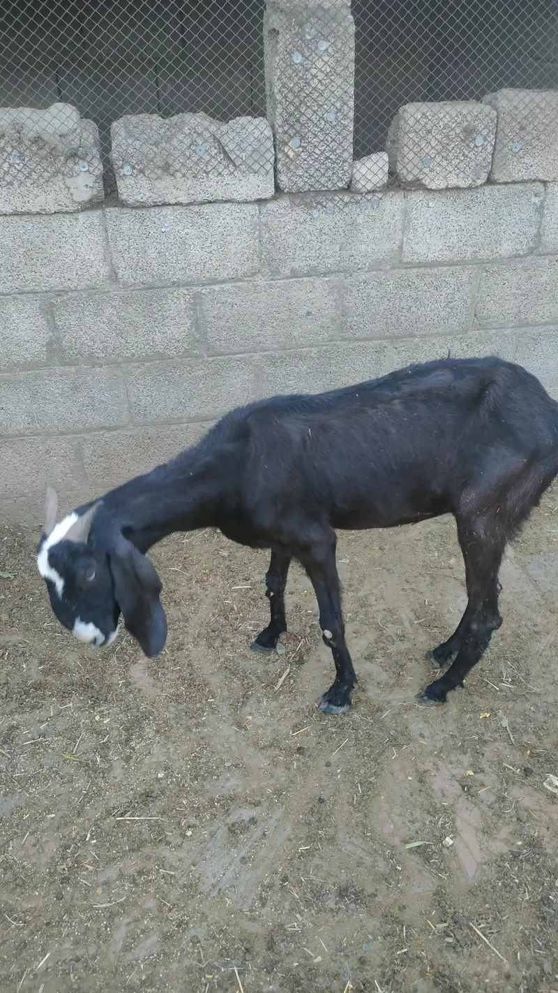 Rajanpuri | Desi cross | Goats / Bakri | for sale — photo 7