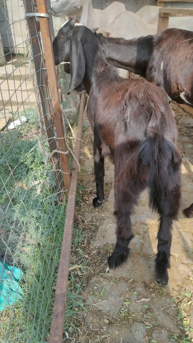 Rajanpuri | Desi cross | Goats / Bakri | for sale — photo 8