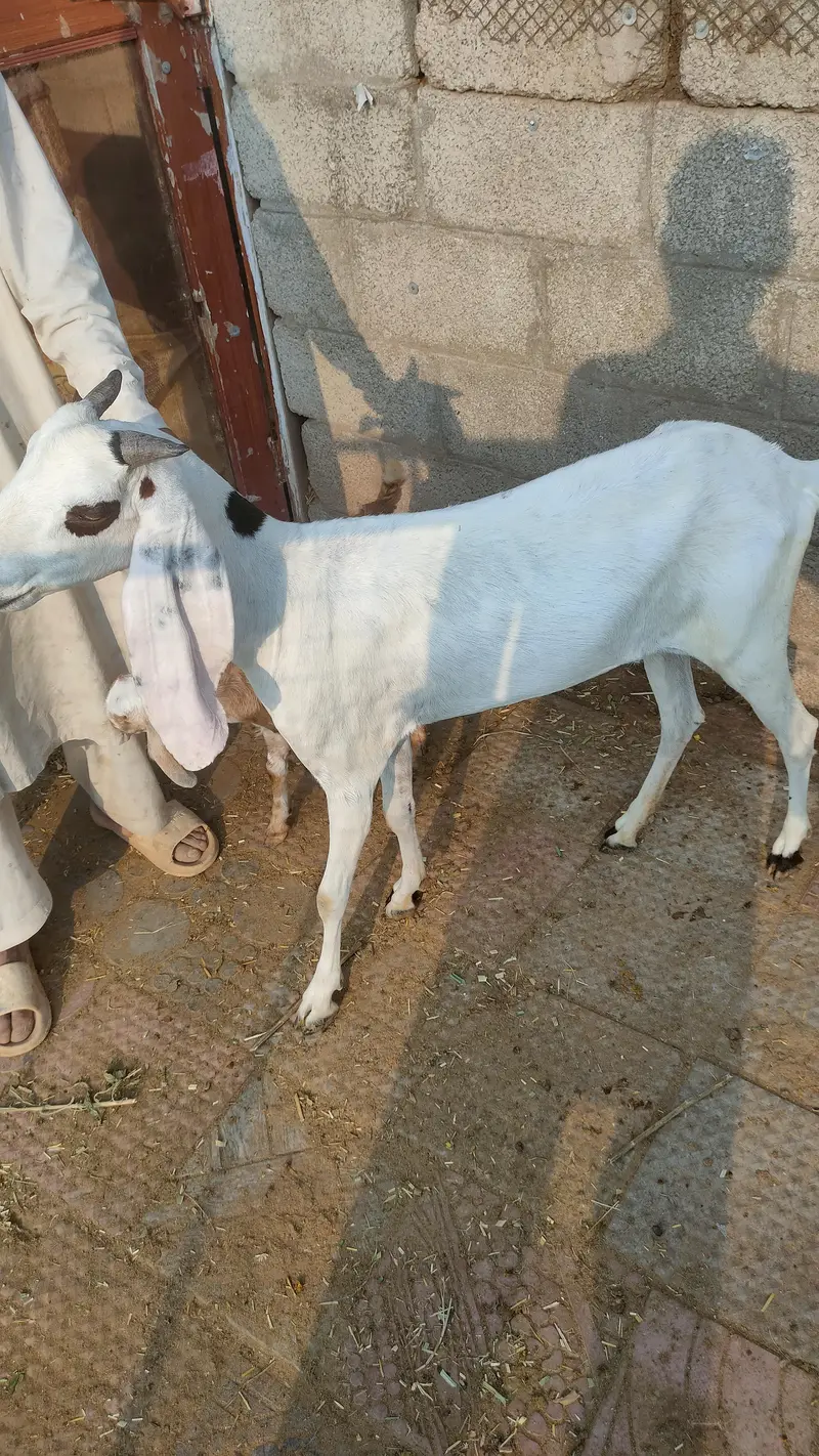 Rajanpuri | Desi cross | Goats / Bakri | for sale — photo 3