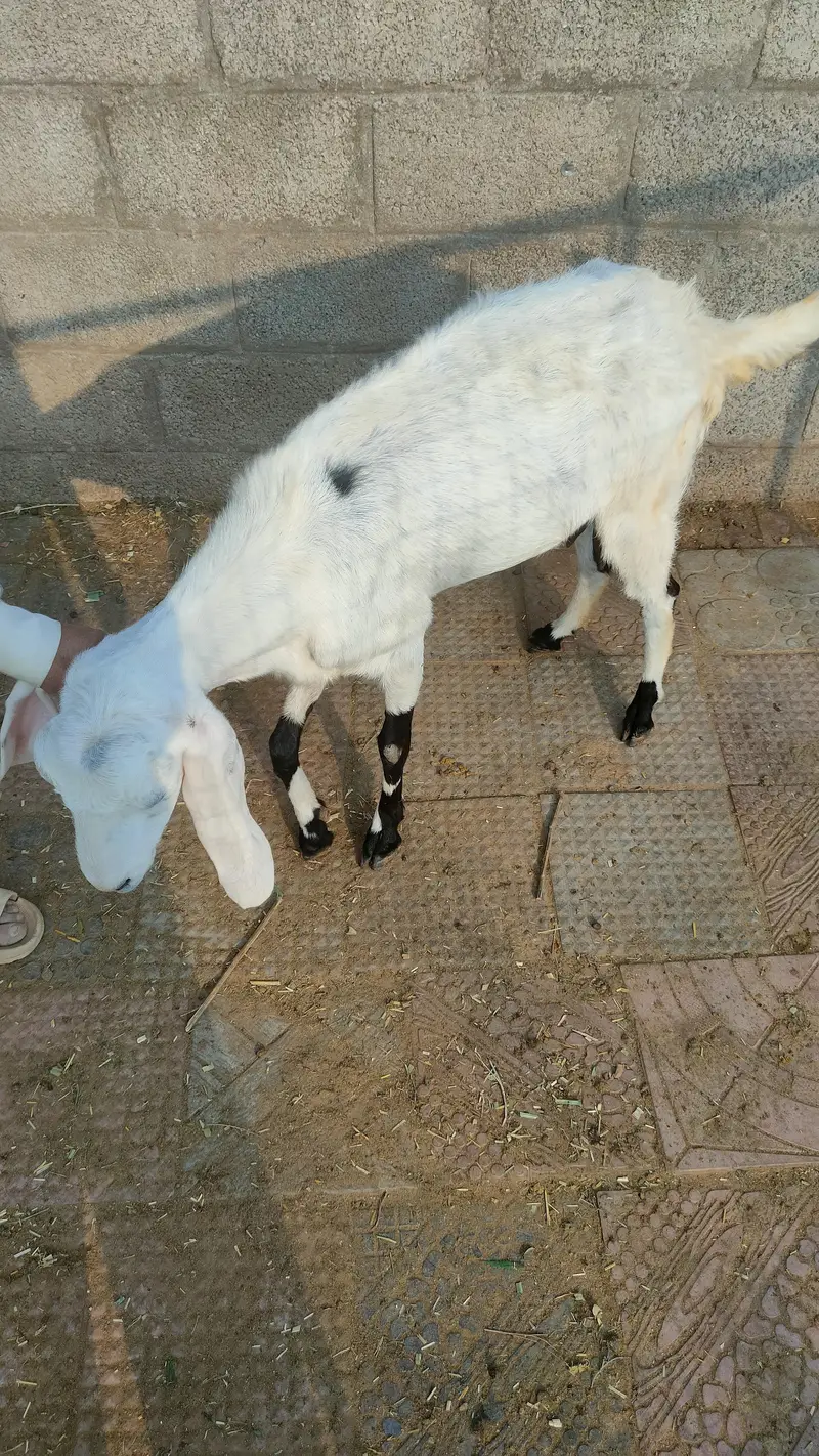 Rajanpuri | Desi cross | Goats / Bakri | for sale — photo 4