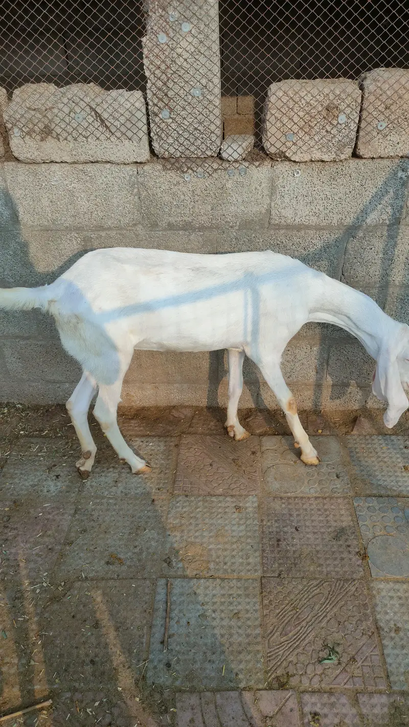 Rajanpuri | Desi cross | Goats / Bakri | for sale — photo 5