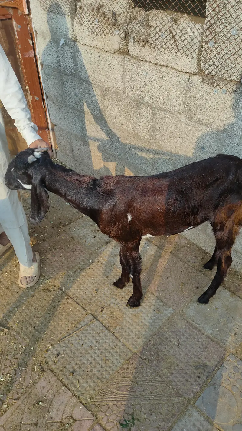 Rajanpuri | Desi cross | Goats / Bakri | for sale — photo 6