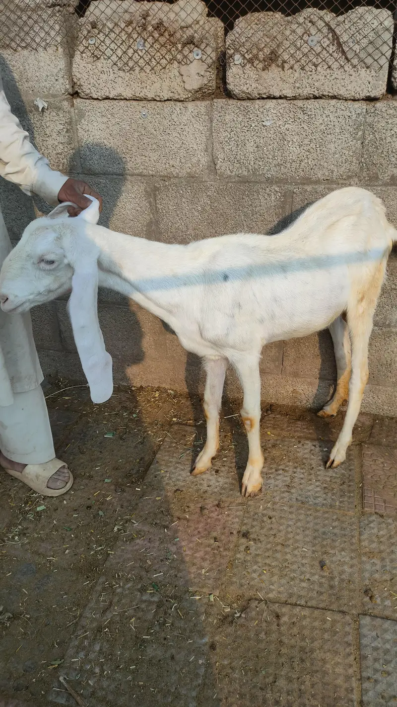 Rajanpuri | Desi cross | Goats / Bakri | for sale — photo 2