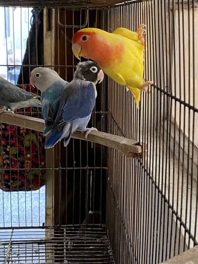 Love birds