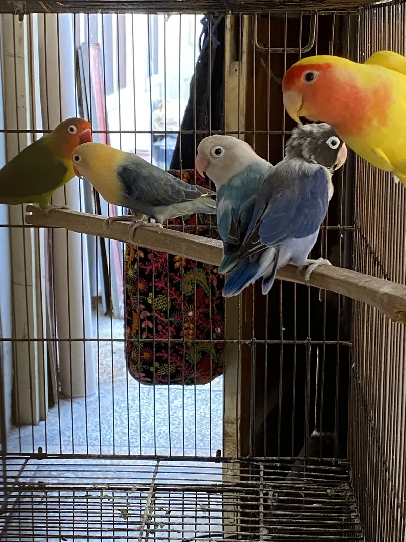 Love birds — photo 2
