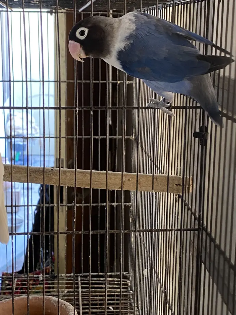 Love birds — photo 3