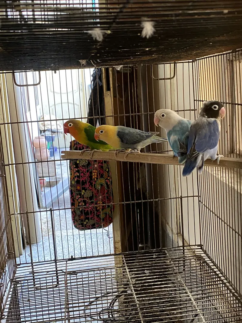 Love birds — photo 4