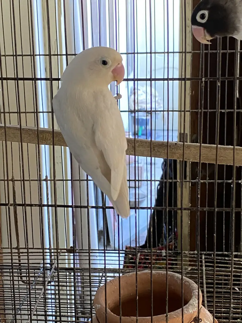Love birds — photo 5