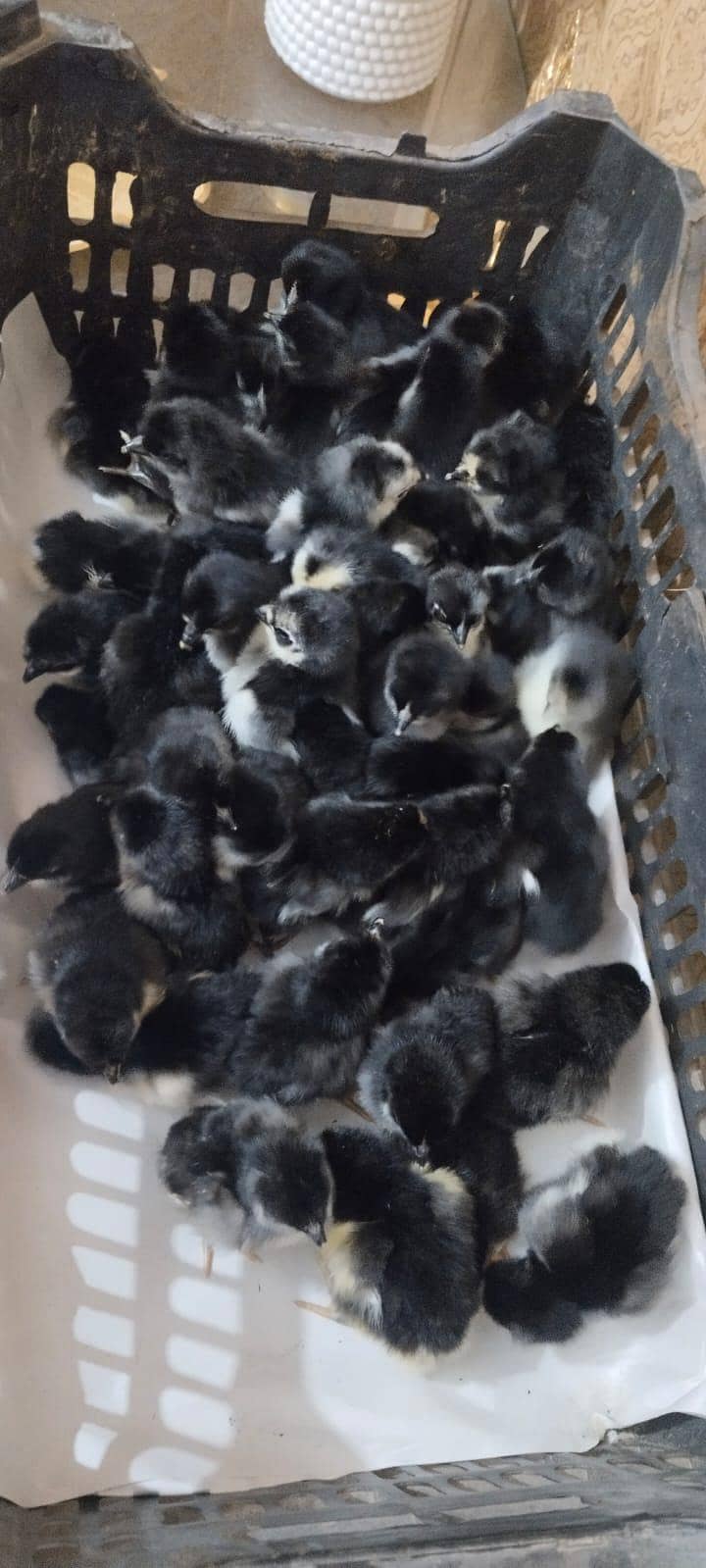 Austrolope chicks 0