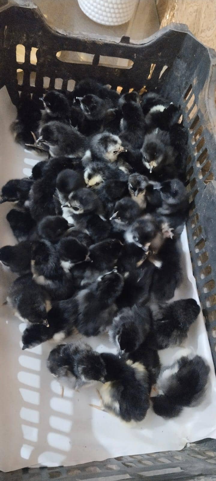 Austrolope chicks 1