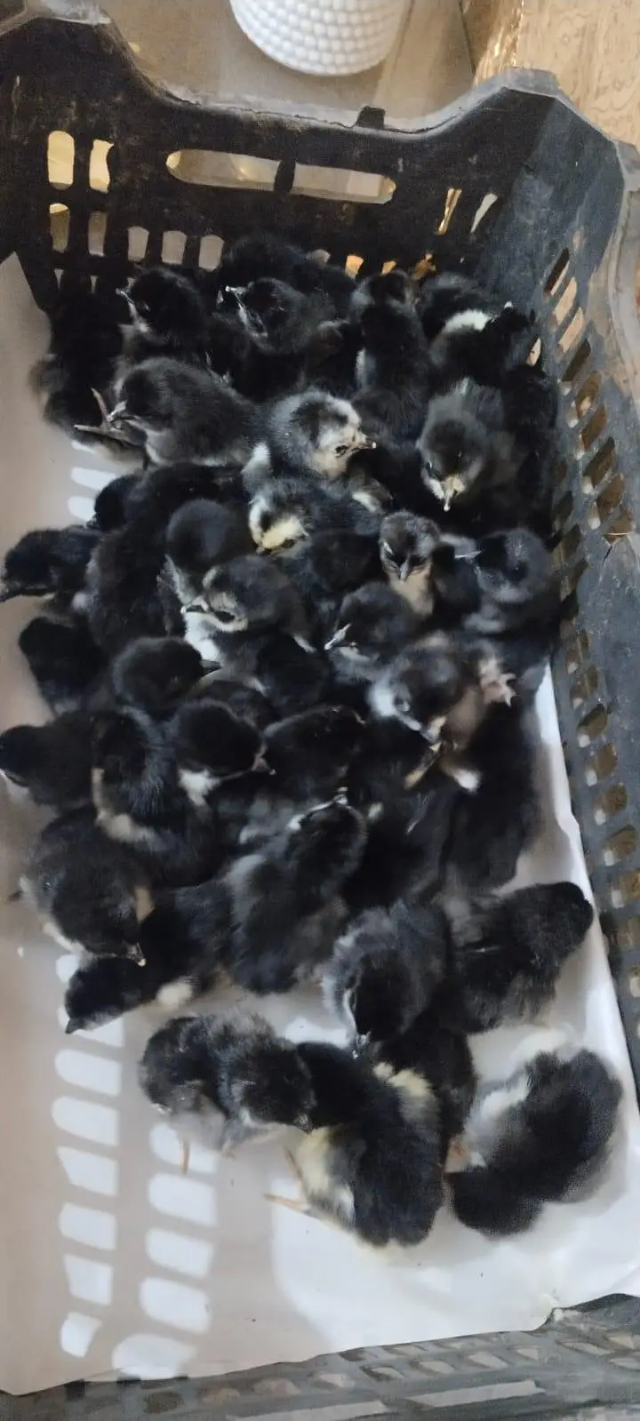 Austrolope chicks — photo 2
