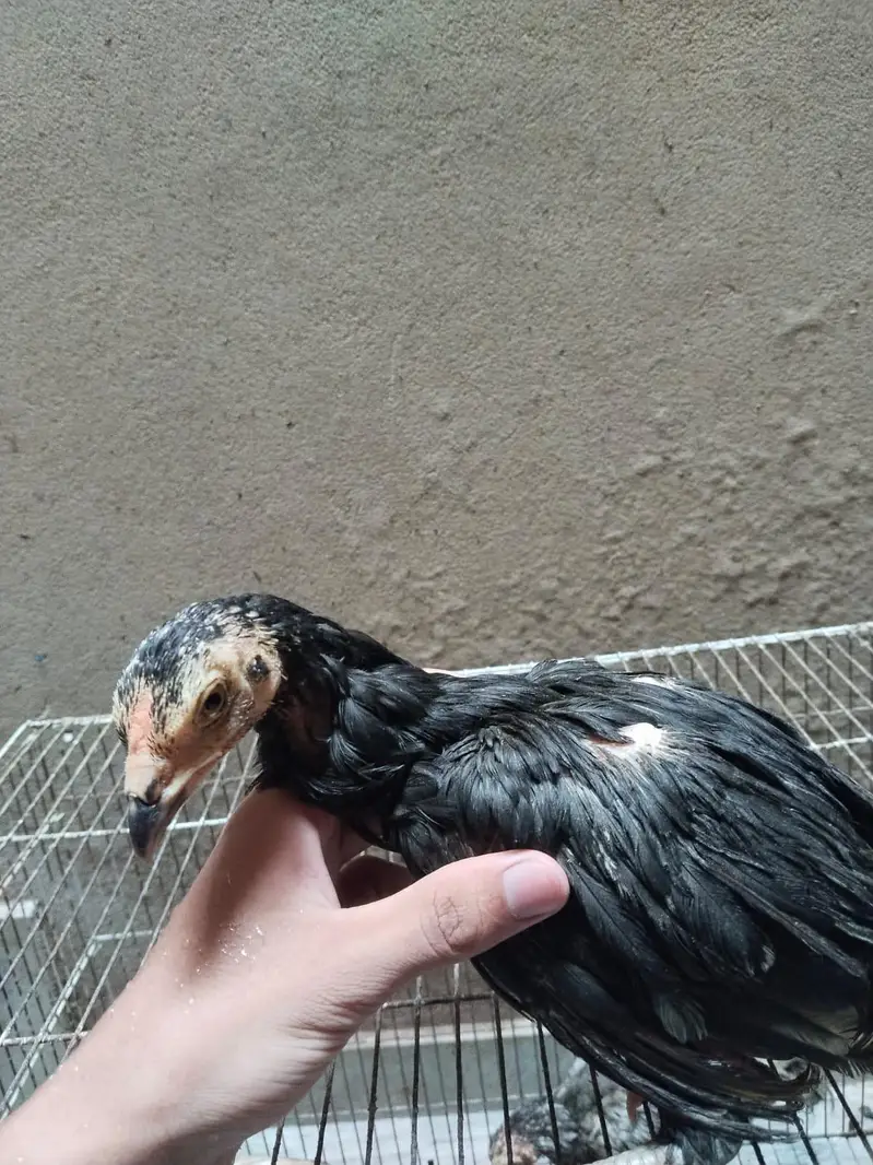 mianwali assel hens chiks for sale