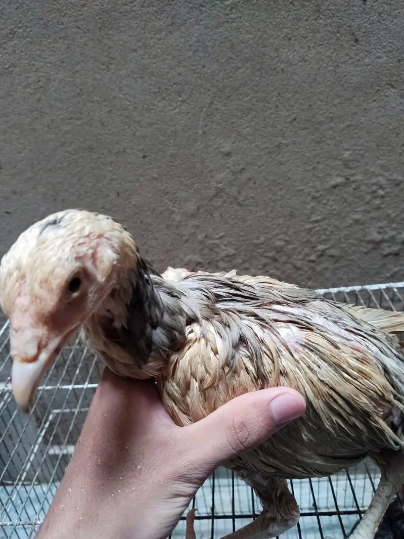 mianwali assel hens chiks for sale — photo 4