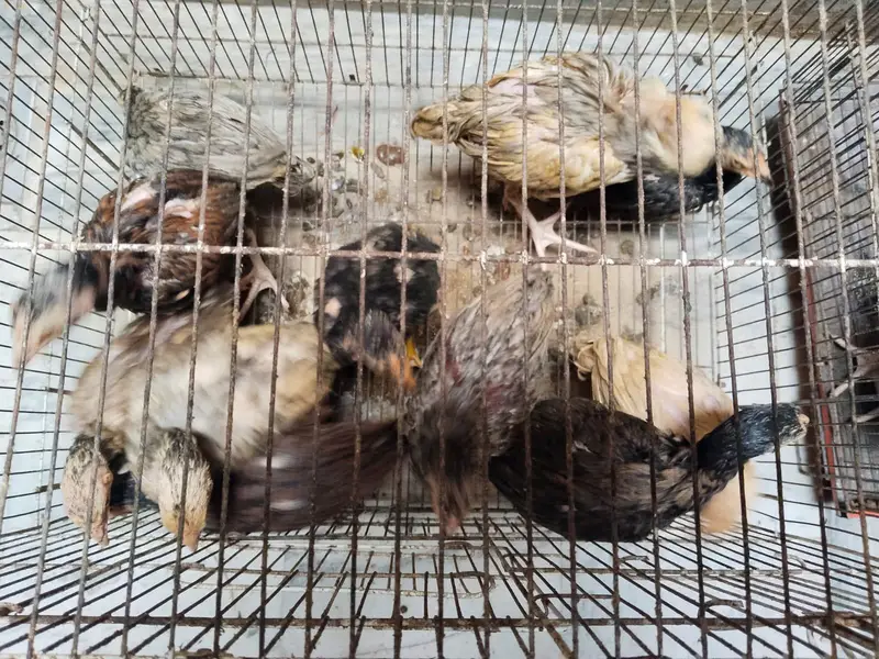 mianwali assel hens chiks for sale — photo 11