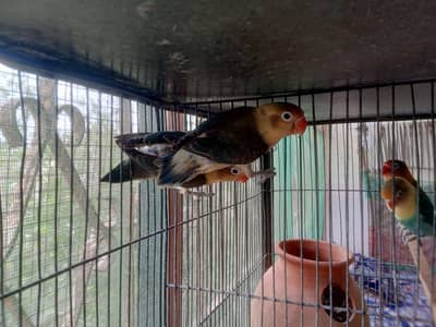 love birds breeders pairs for sale