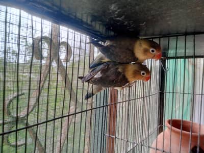 love birds breeders pairs for sale + budgies