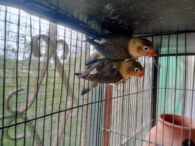love birds breeders pairs for sale — photo 2